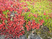 Flowering bushes